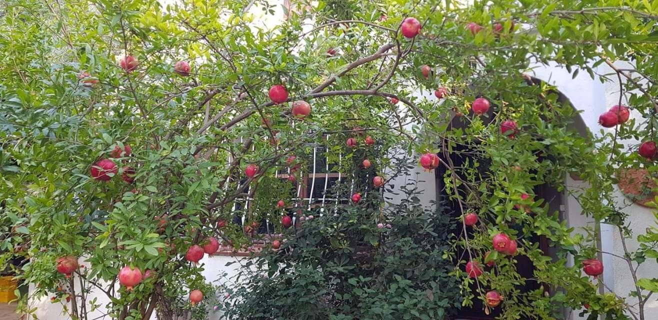 Il Giardino Di Frafa Apartment กวาร์ตู ซานเตเลนา ภายนอก รูปภาพ